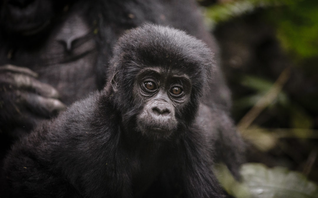 BWINDI IMPENETRABLE NATIONAL PARK