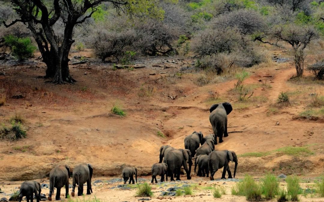 MT KENYA NATIONAL PARK