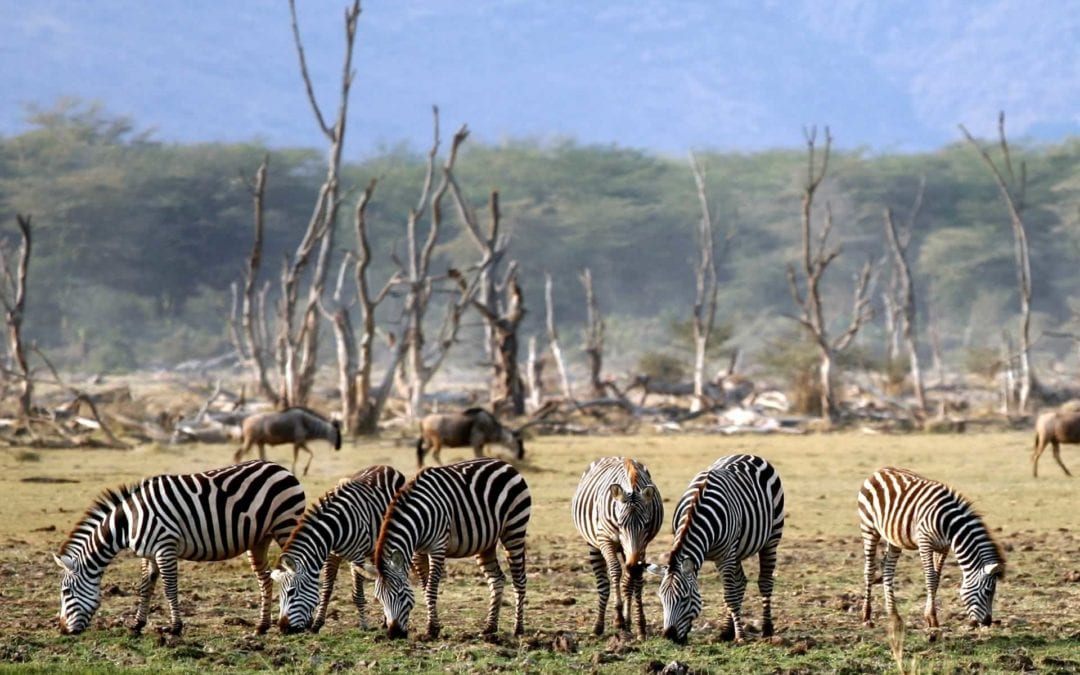 LAKE MANYARA NATIONAL PARK