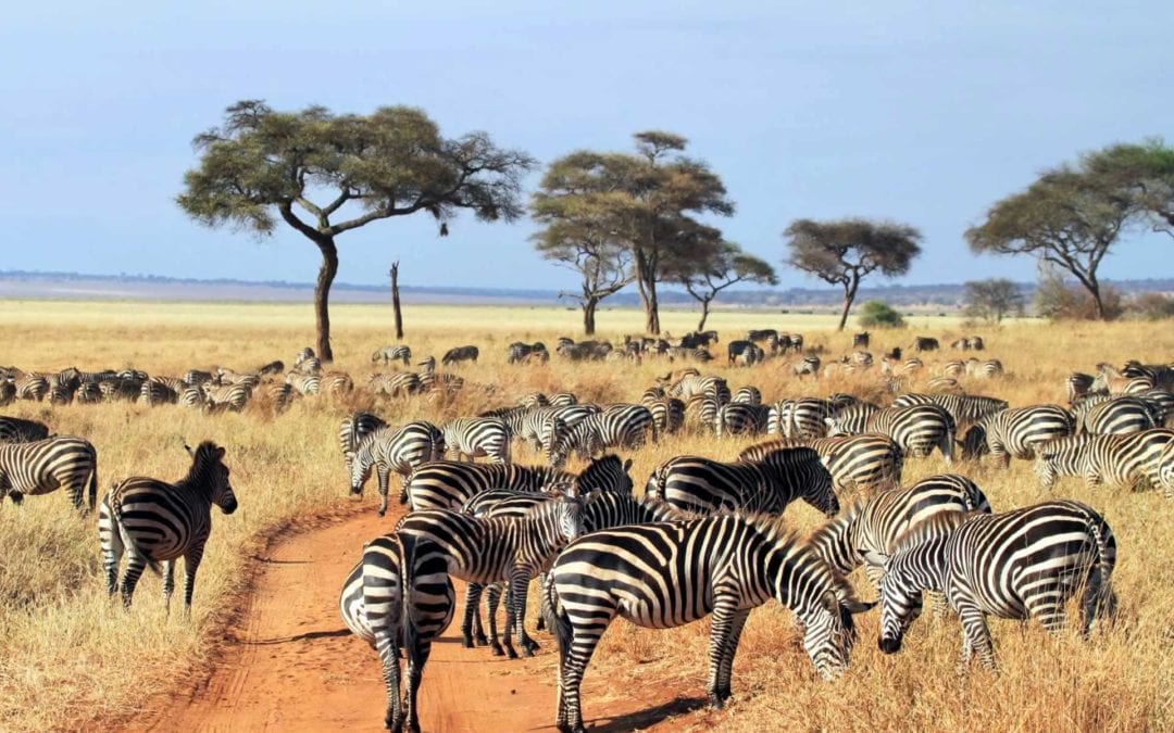 TARANGIRE NATIONAL PARK