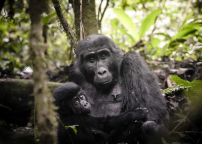 Fascinating  Gorilla Trekking Safari